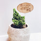 Plant Stick