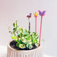 Plant Sticks