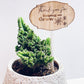 Plant Stick